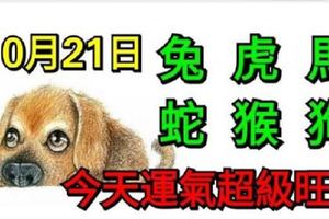 10月21日生肖運勢_兔、虎、馬大吉