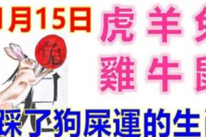 11月15日生肖運勢_虎、羊、兔大吉