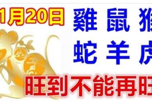 11月20日生肖運勢_雞、鼠、猴大吉