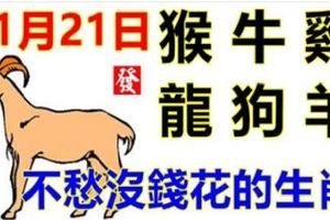 11月21日生肖運勢_猴、牛、雞大吉