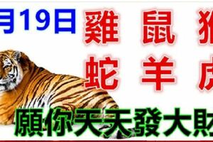 1月19日生肖運勢_雞、鼠、猴大吉