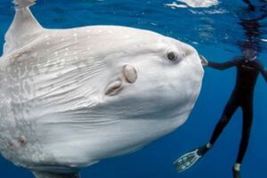 難怪都照側面！　網在水族館目睹「翻車魚正面」驚：絕對無法接受