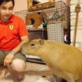 美國人飼養了一隻上百斤的「大老鼠」，回頭率百分之百