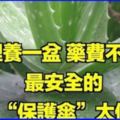 家裡養一盆，小毛病都靠它！最安全的血管「保護傘」，太值了