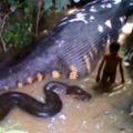 慎入！世界上最大的蛇，幼蛇竟然足足有400公分長，成蛇的長度竟讓人無法想像！