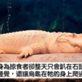 很會！　動物園創意惡搞「給星星評價」　幽默評論園內動物笑翻大家