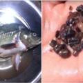 男子花高價買來活魚想嘗鮮，殺魚時肚子取出異物，妻子一頓臭駡，專家卻稱：你賺大發了！