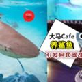 大馬SriPetalingCafe養鯊魚視頻一夜爆紅!網民大怒:放過BabyShark!