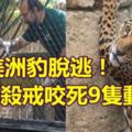 美洲豹脫逃！大開殺戒咬死9隻動物