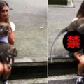 猴子超愛親近人…爬上正妹「秒變厚德路現場」！野外X無碼羞紅了臉(圖+影)