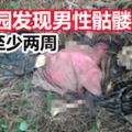 死亡至少兩周香蕉園發現男性骷髏