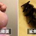 25張「大自然永遠讓人眼睛一亮」的驚奇照　它一直都在打破我們的常識