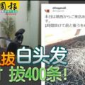 這店只拔白頭發1小時拔400條！