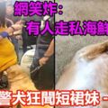 警犬狂聞短裙妹兩腿間！網友笑炸：有人走私海鮮？