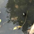 高雄中都溼地公園水色黃…驚見近百隻死魚 最主要原因是這個 卻怪韓市府荒廢市政