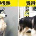 狗不是這樣養的！　14個飼主最容易誤會的「狗狗小常識」