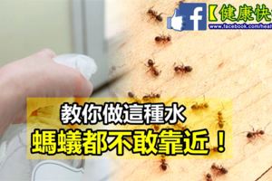 家裡發現「螞蟻」怎麼辦？不用擔心，教你「一招」不用殺蟲劑就能消滅牠們！