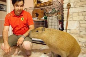 美國人飼養了一隻上百斤的「大老鼠」，回頭率百分之百