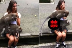 猴子超愛親近人…爬上正妹「秒變厚德路現場」！野外X無碼羞紅了臉(圖+影)