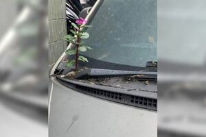 車停太久竟長花！他發文抱怨網虧：車內長靈芝了