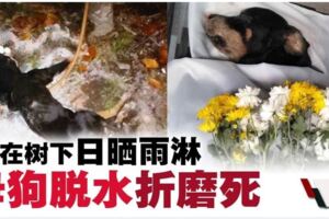 遭棄置戶外日曬雨淋．母狗嚴重脫水致死