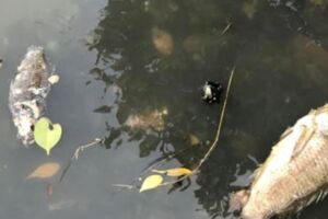 高雄中都溼地公園水色黃…驚見近百隻死魚 最主要原因是這個 卻怪韓市府荒廢市政