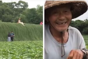 貼告示也沒用！85歲老夫婦「花5年種出綠色瀑布」就怕土石流　萬人朝聖打卡「作物全被踩壞」