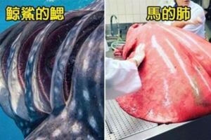 鯊魚受精卵居然長這樣？20個讓你忍不住「狂放大」的稀有照片