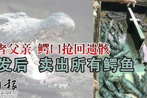 死者父親鱷口搶回遺骸　事發後賣出所有鱷魚