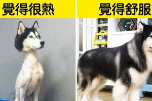 狗不是這樣養的！　14個飼主最容易誤會的「狗狗小常識」