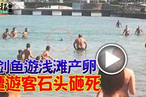 劍魚游淺灘產卵遭遊客石頭砸死