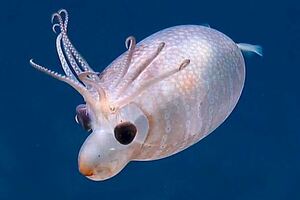 小豬佩奇4ni？水下發現「小豬魷魚」　被錄到一臉呆樣游泳超萌