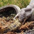 蟒蛇吃掉鱷魚後...鱷魚在牠的肚子裡待了7天後竟發生了超恐怖的事！竟用X光都照得一清二楚！