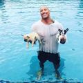 巨石強森養了兩隻小狗狗，本來想讓狗狗游泳...沒想到2隻狗兒在進入泳池後，硬漢強森都嚇壞了！