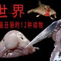 世界上最醜陋的12種動物，已經丑哭了 The Ugly Animals