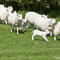 生肖羊人一生有「三寶」，家裡有屬羊的快看看！果然是大師，准
