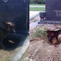 狗狗在墳墓上挖出一個洞穴老是窩藏在這不願離去，但在這裡長眠的並不是牠的主人...當挖開墓穴後，這個畫面把保安人員驚呆了...