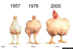 為什麼肉雞變得越來越大？