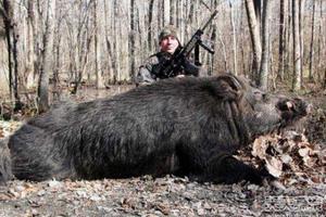 獵人捕獲450斤巨型野豬足夠享用1年