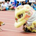 校犬誤以為有危險生物入侵　衝上前擋住舞獅：不准泥靠近學生～