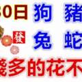 1月30日生肖運勢_狗、豬、羊大吉