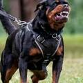 國內禁養犬「釘子戶」-羅威納，為什麼還是這麼受歡迎呢？