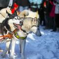 哈爾濱的雪橇犬拉爬犁事件引發熱議，一隻狗拉一家人，惹人擔憂