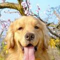 金毛犬，你是否了解它們友善、聰明、頑皮、容易被吸引的一面？