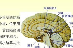 小腦萎縮後：症狀分析及小腦作用講解