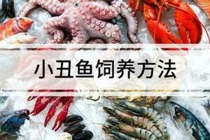 神仙魚，你們認識嗎？