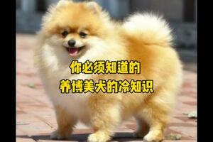 #狗狗