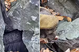 登山驚見「巨石壓住超大翅膀」 他蹲下一看不敢置信 登山驚見「巨石壓住超大翅膀」 他蹲下一看不敢置信