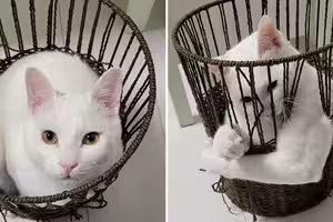 氣質白貓乖乖窩著超可愛!突伸「爆肌手臂」竹籃變形 主人曝日常訓練內容 氣質白貓乖乖窩著超可愛!突伸「爆肌手臂」竹籃變形 主人曝日常訓練內容
