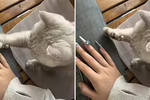 影/主人做美甲「貓貓努力教收爪子」 示範好多次爆氣:笨死了學不會 影/主人做美甲「貓貓努力教收爪子」 示範好多次爆氣:笨死了學不會